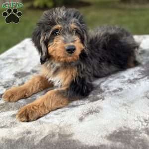 Baxter, Mini Bernedoodle Puppy