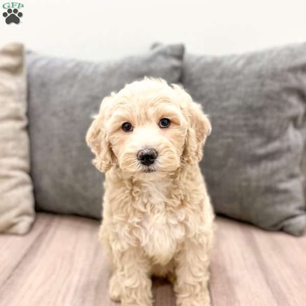 Hallie, Mini Labradoodle Puppy