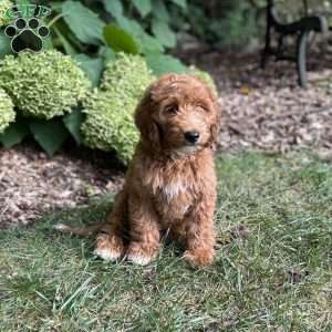 Buddy, Mini Goldendoodle Puppy