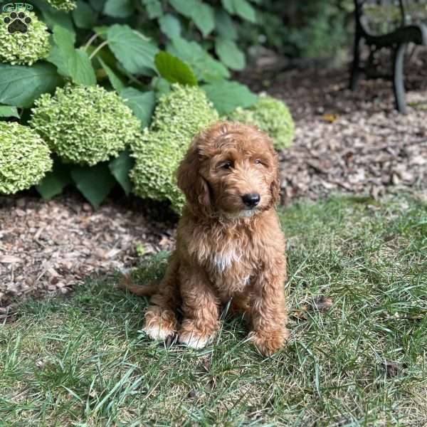 Buddy, Mini Goldendoodle Puppy