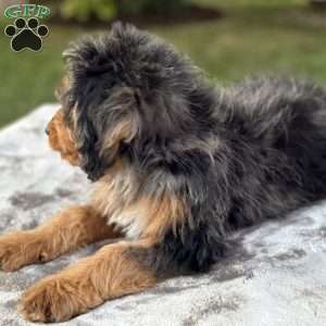 Baxter, Mini Bernedoodle Puppy