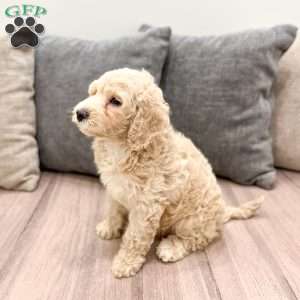 Hallie, Mini Labradoodle Puppy