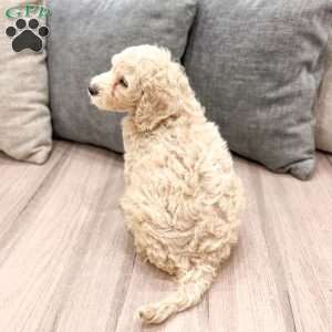 Hallie, Mini Labradoodle Puppy