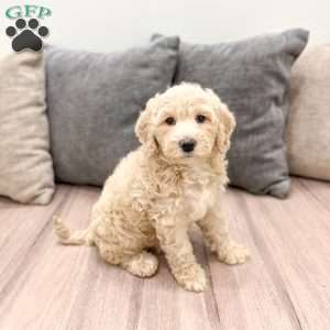 Hallie, Mini Labradoodle Puppy