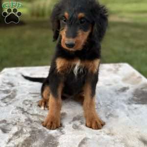 Rosy, Mini Bernedoodle Puppy