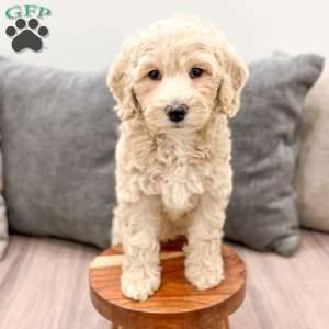 Hallie, Mini Labradoodle Puppy