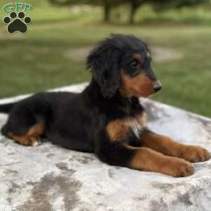 Rosy, Mini Bernedoodle Puppy
