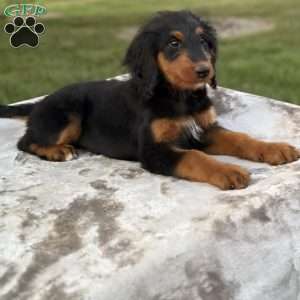 Rosy, Mini Bernedoodle Puppy