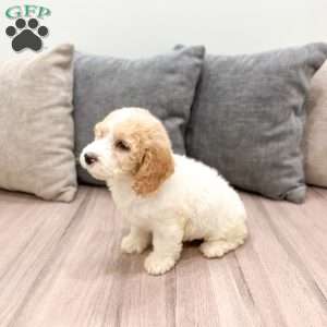 Harper, Mini Labradoodle Puppy