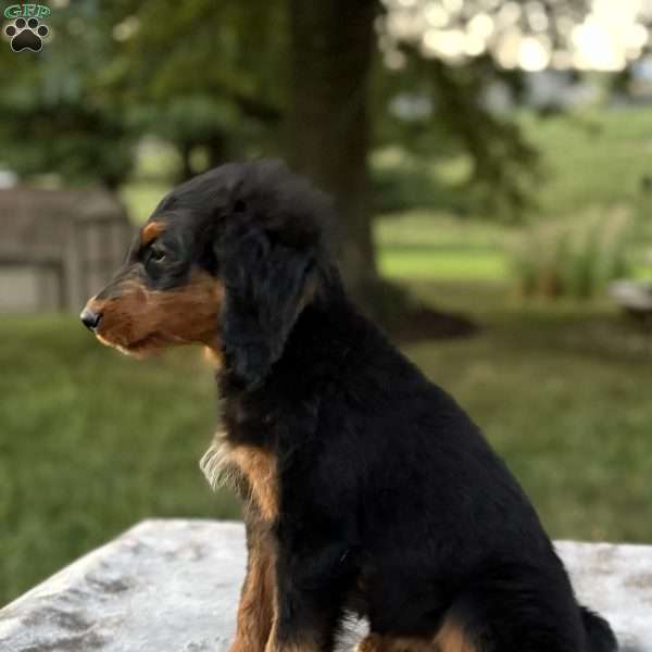 Rosy, Mini Bernedoodle Puppy