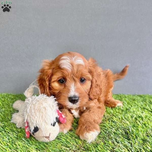 Winston, Cavapoo Puppy