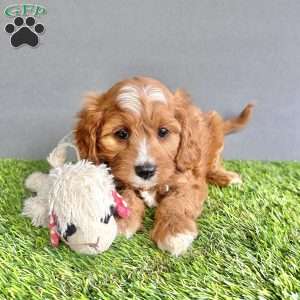 Charlie, Cavapoo Puppy