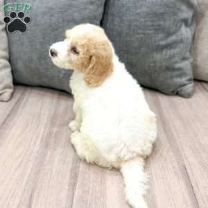 Harper, Mini Labradoodle Puppy