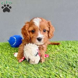 Winston, Cavapoo Puppy