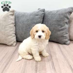 Harper, Mini Labradoodle Puppy