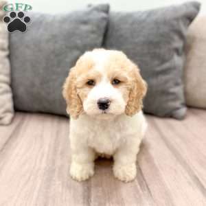 Harper, Mini Labradoodle Puppy