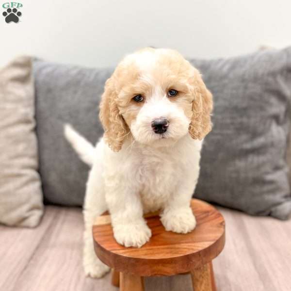 Harper, Mini Labradoodle Puppy