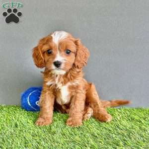 Winston, Cavapoo Puppy