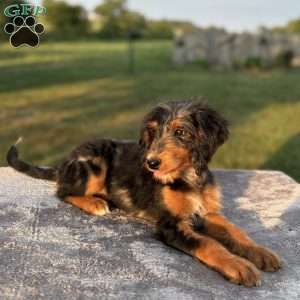 Sophia, Mini Bernedoodle Puppy