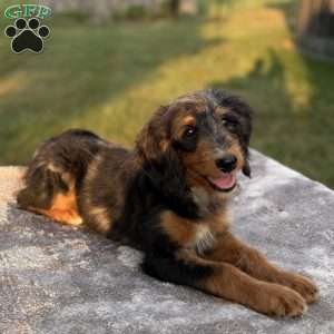 Sophia, Mini Bernedoodle Puppy