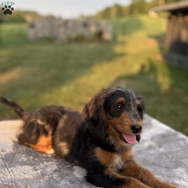Sophia, Mini Bernedoodle Puppy