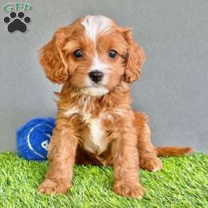 Winston, Cavapoo Puppy