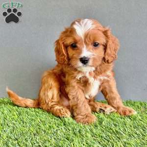 Winston, Cavapoo Puppy