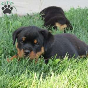 Brandi, Rottweiler Puppy
