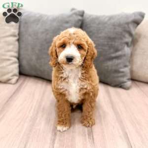 Huck, Mini Labradoodle Puppy