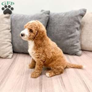 Huck, Mini Labradoodle Puppy