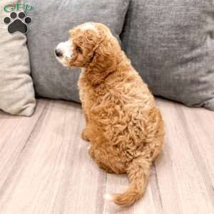 Huck, Mini Labradoodle Puppy