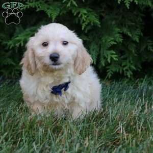 Mateo, Maltipoo Puppy