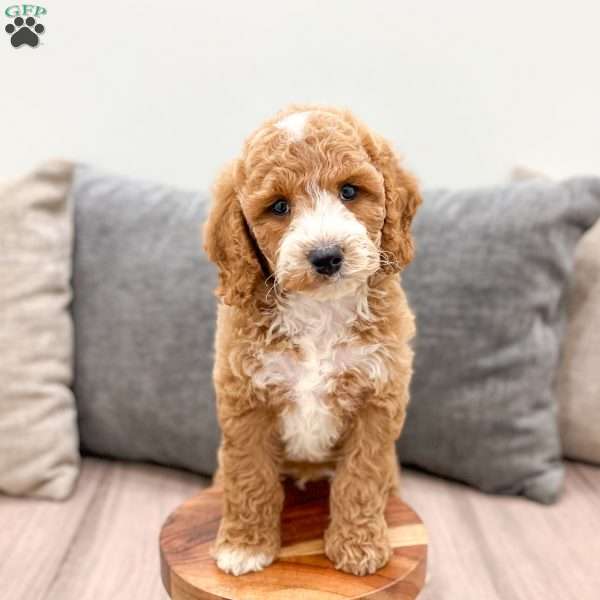 Huck, Mini Labradoodle Puppy