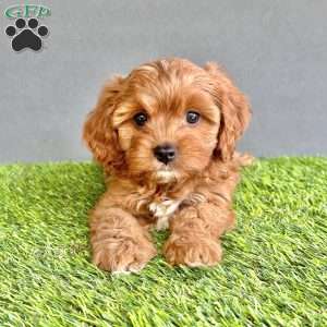 Winnie, Cavapoo Puppy
