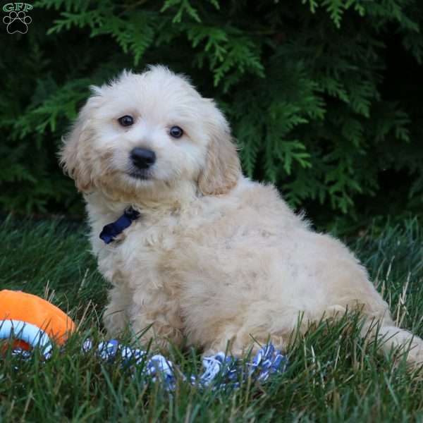 Mateo, Maltipoo Puppy