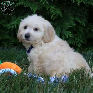 Mateo, Maltipoo Puppy