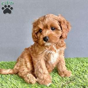 Winnie, Cavapoo Puppy
