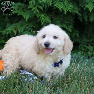 Mateo, Maltipoo Puppy