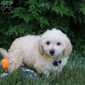 Mateo, Maltipoo Puppy