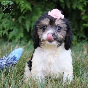 Viola, Cavapoo Puppy