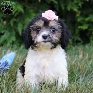Viola, Cavapoo Puppy