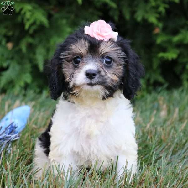 Viola, Cavapoo Puppy
