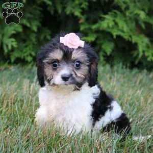 Viola, Cavapoo Puppy