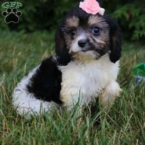 Viola, Cavapoo Puppy