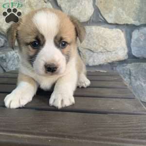 Frankie, Pembroke Welsh Corgi Puppy