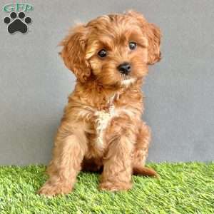 Winnie, Cavapoo Puppy