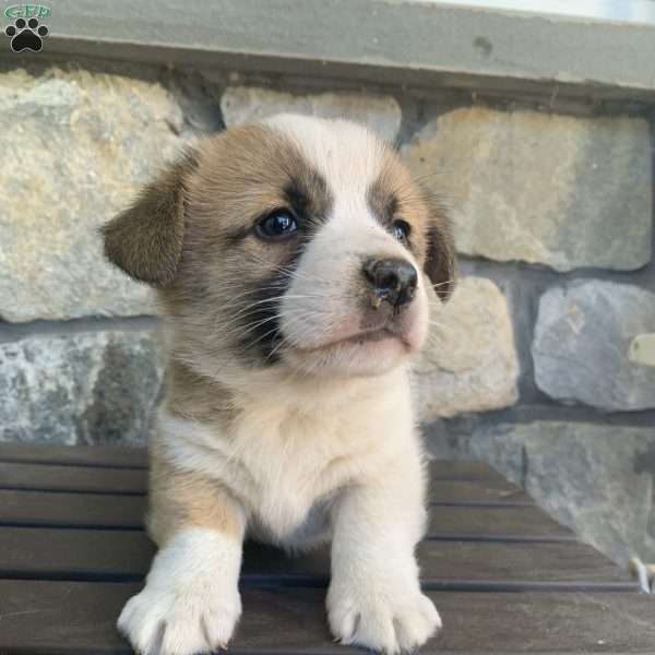 Frankie, Pembroke Welsh Corgi Puppy