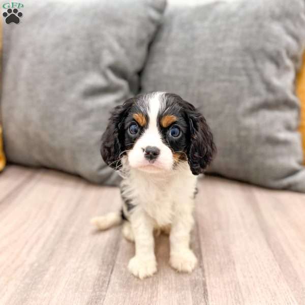 Leo, Cavalier King Charles Spaniel Puppy