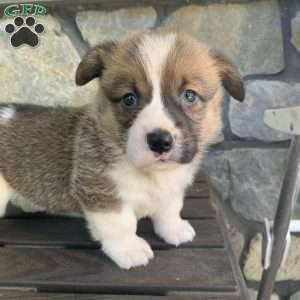 Leo, Pembroke Welsh Corgi Puppy