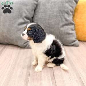 Leo, Cavalier King Charles Spaniel Puppy